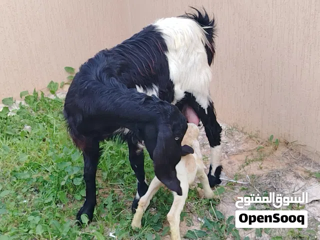 زوز معزات هجين قبرصي ربي يبارك وحدة تومية ووحدة فردية تحتهم 3 جديان ذكور حليب ربي يبارك سنهم وحدة ت