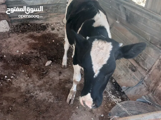 عجلات للبيع واحده عمر ثمانيه شهور ثانيه عمر ثلاثه شهور