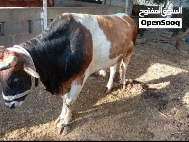 cow male for sale