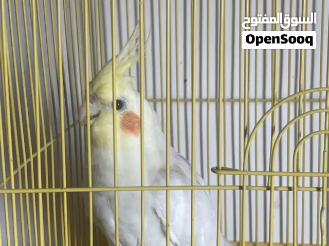 كروان - كوكتيل