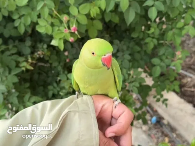Indian Ringneck Parrots