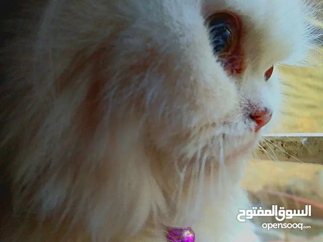 قطة شانشيلا صغيرة عمرها 9شهور بيضاء بيتيه
