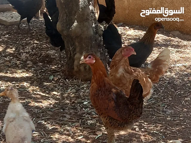 دجاج بلدي  صحه ونظافه