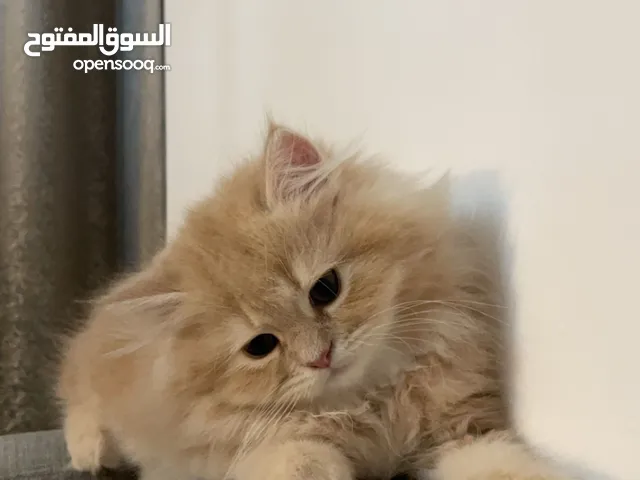 Shirazi female kittens for sale