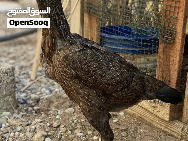 دجاجه للبيع