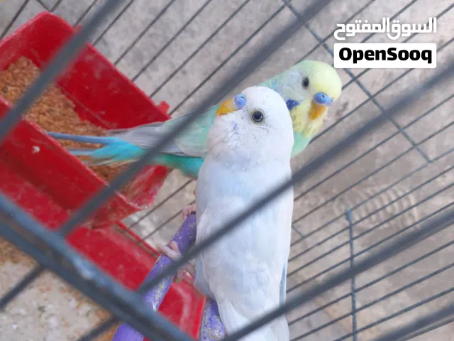 عصافير بقالينو زوز ذكورة للبيع الطرف 30د