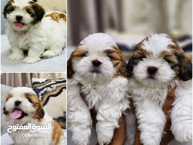 55 Days Female Shihtzu Pure Home Born puppies