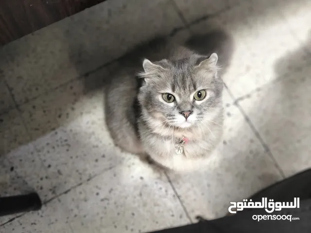 قطة سكوتش رمادية وباج سكوتش فولد.