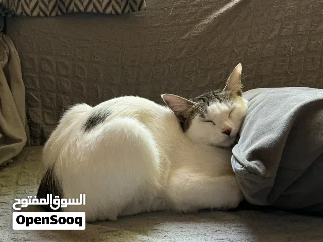 قطه أنثى للتبني