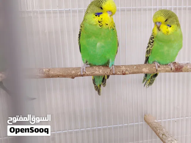 متاح مخاليف انكليزي