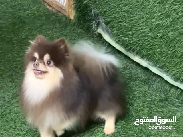 Male Pomeranian chocolate tan for mating only