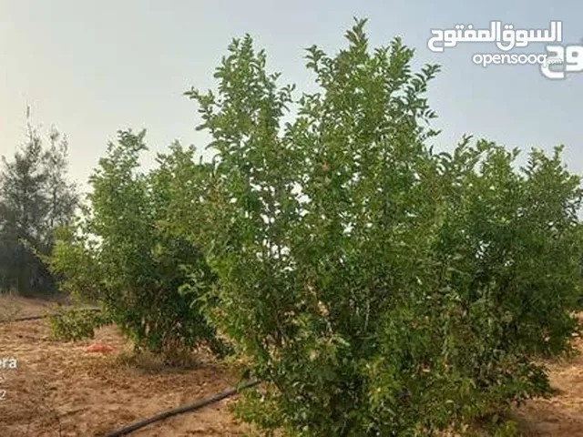 Residential Land for Sale in Tripoli Al-Mashtal Rd