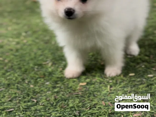 pomeranian puppy
