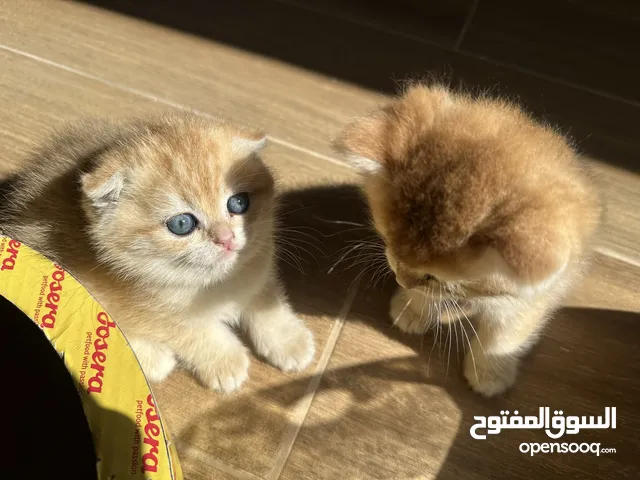 قطط سكوتش للبيع