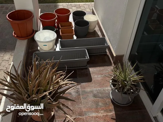 Cactus plants and plant pots