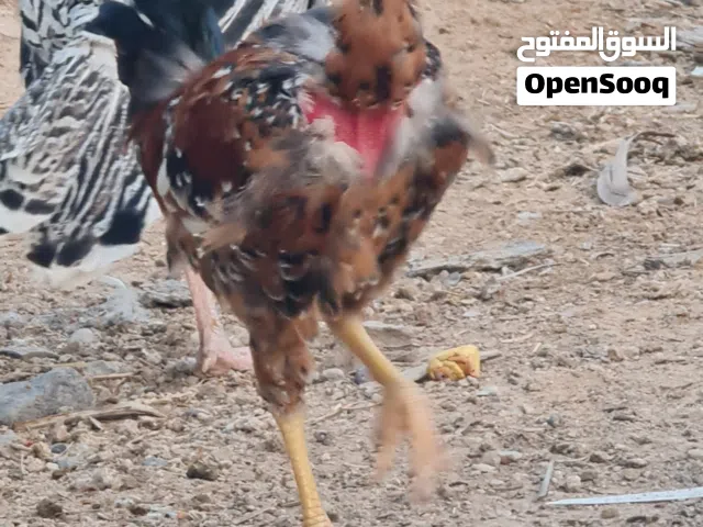 ديوكه عرب فول نقشات