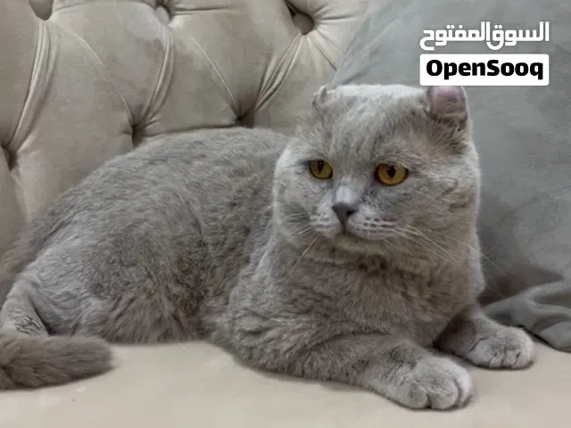 للتزاوج فقط – قط *أمريكي كيرل*  من *السلالات النادره* في سلطنة عُمان