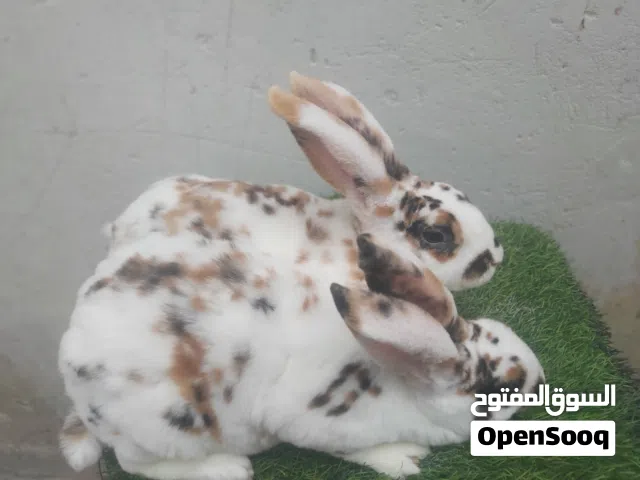السلام عليكم أصدقاء  متوفر كوبيات ركس دم نقية   (Papillon )  #مربين_الأرا