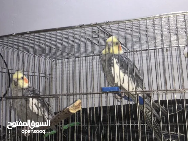 جوز كوكتيل للبيع بسعر حرق للتوصل
