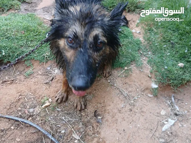 جرمي الماني