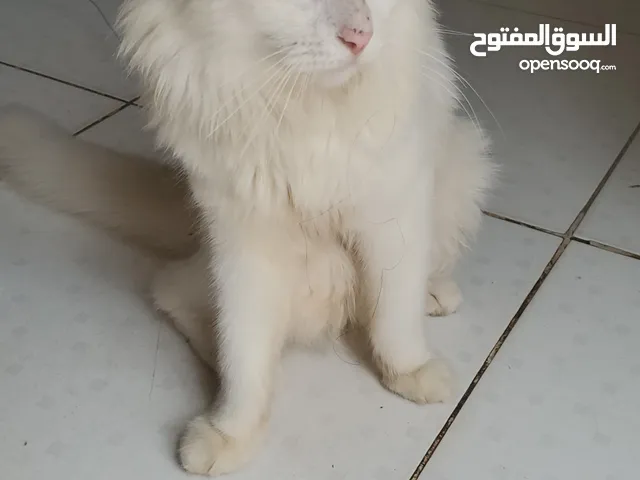 قطه التبني