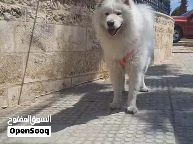 كلب ساموايد