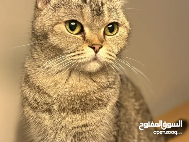قطه انثى سكوتش فولد تطلب تزاوج للبيع