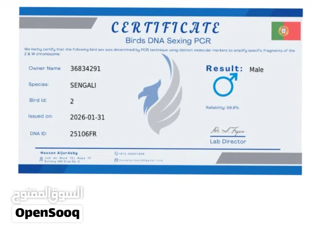 للبيع بغبغاء سنغالي مفحوص ذكر 100/100