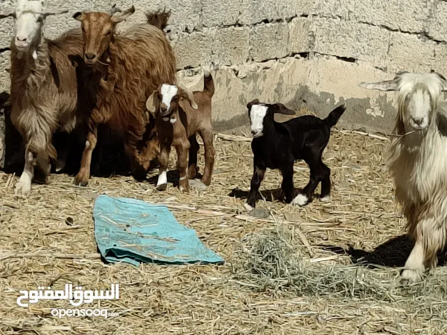 للبيع اغنام 4 كل وحده مع ولدها ما شاء الله عليهن ولادهن رويانات حليب حلال طيب شي فاخر فرصة الي يريد