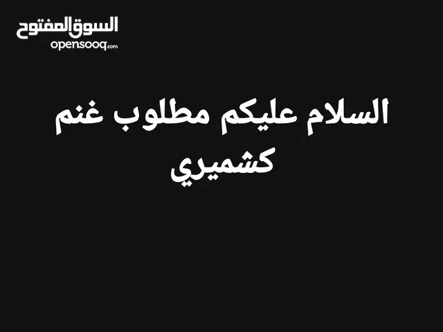 السلام عليكم مطلوب غنم كشميري