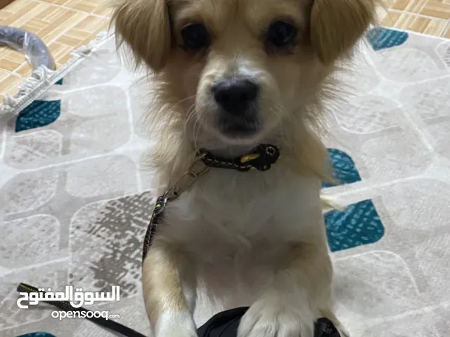 كلب نضيف جدا وذكي جدا وجميل جدا عمره سنه