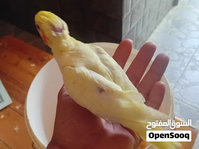 طرف كوكتيل ترويض