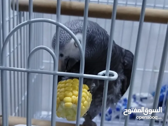 African grey parrot for sell
