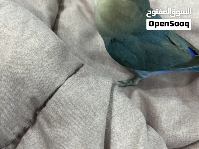 12 دينار للبيع