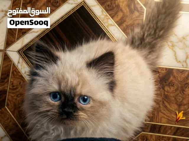 قط منزلي نظيف وجميل مع كامل مستلزمات