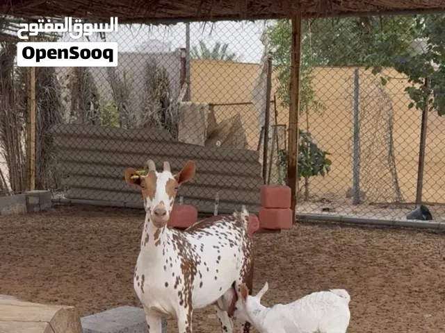 عنز صلالية للبيع