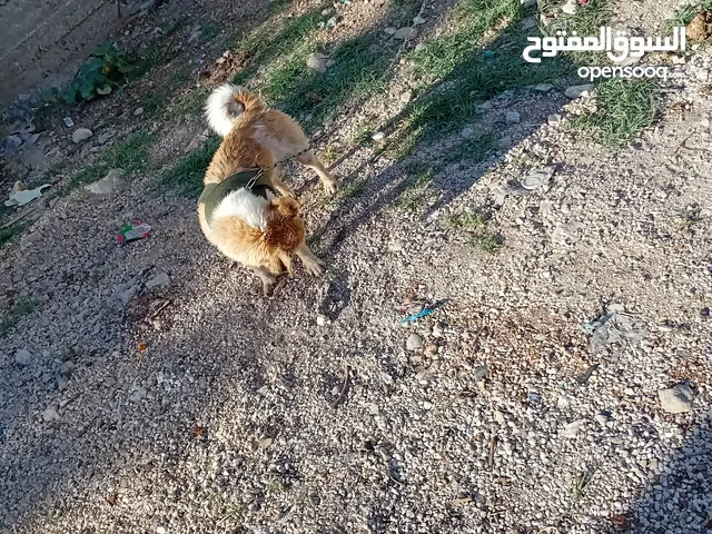 كلب ما شالله عليه