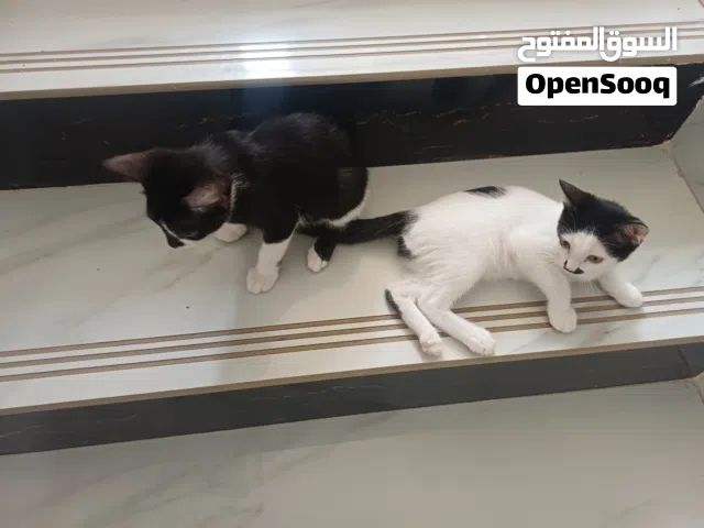 قطتين ذكر وانثى نظيفين وبصحة عالية جداً للتبني مجاناً