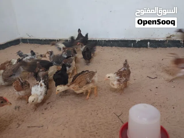 كتكوت عربي مخلط فيه زهري