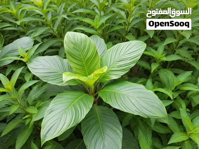 Residential Land for Sale in Ajman Manama