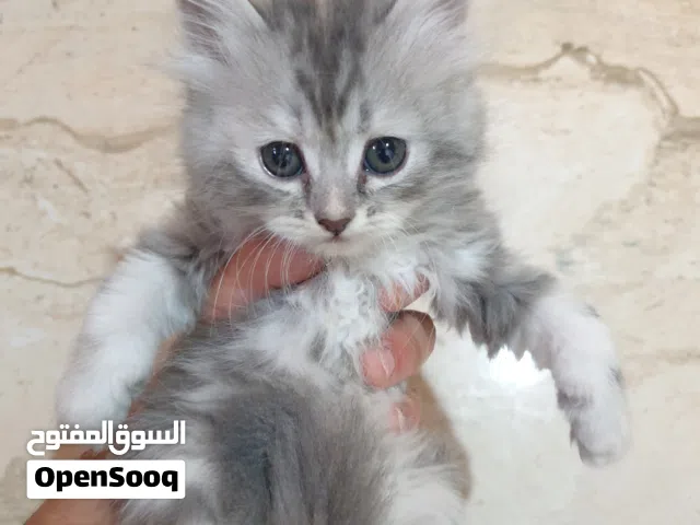 قطط شيرازي