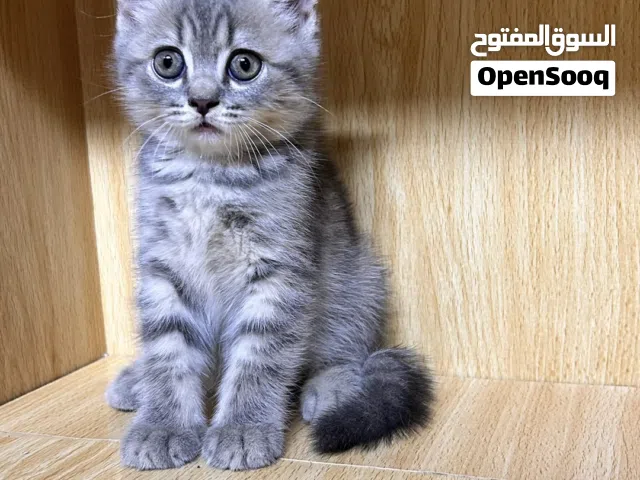 قطط سكوتش ستريت و فولد