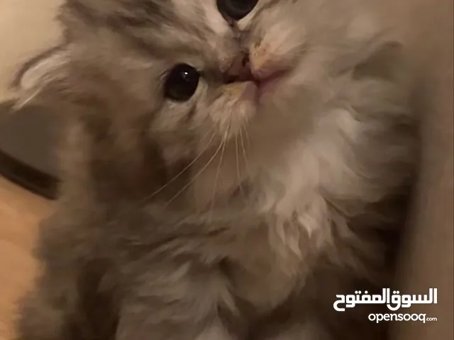 بدي قطه تبني