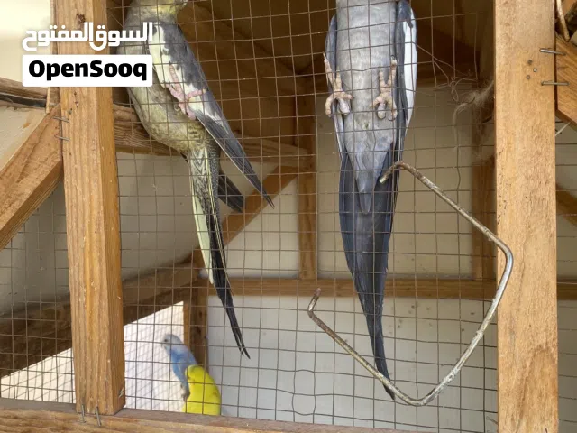 كوبيه كوكتيل ربي يبارك