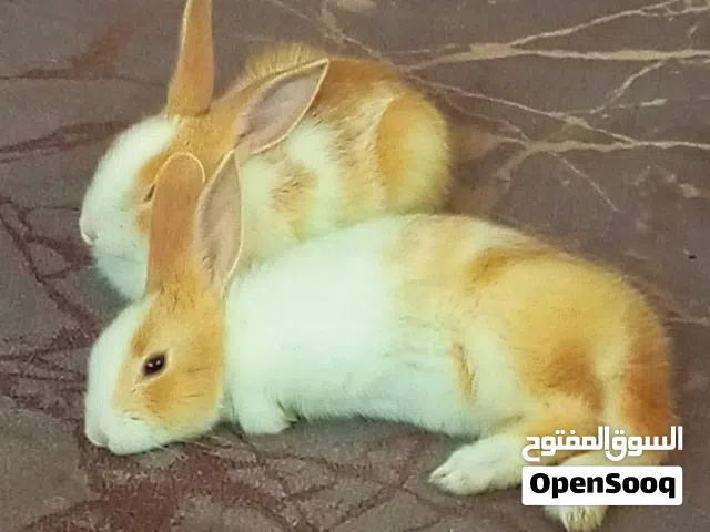 أرانب للبيع عمرهم تلات شهور