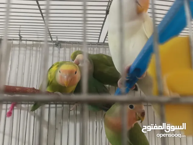 طيور روز للبيع