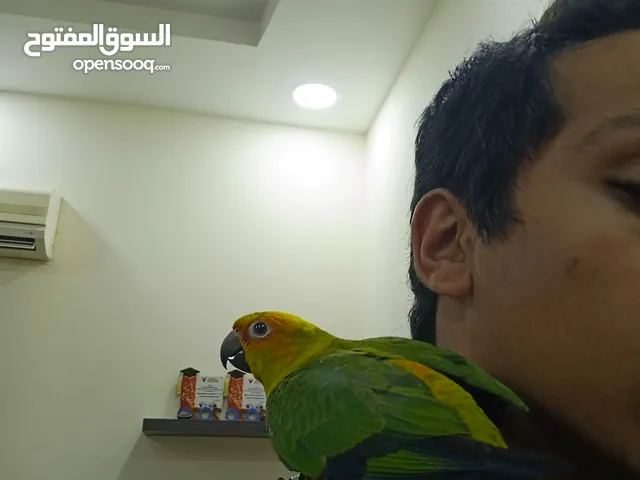 tamed Sun conure 2 piece in good price