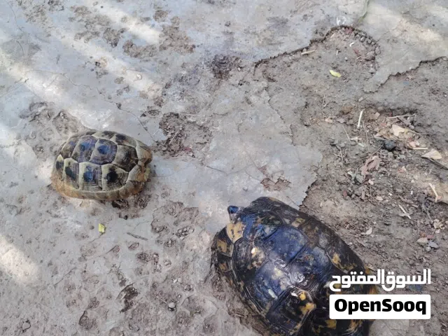 سلاحف ذكر و أنثى