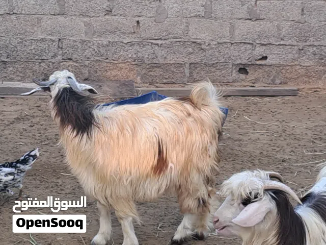 صخله أرني للبيع