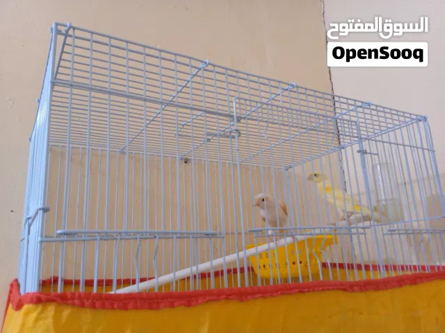 زوج كناريات للبيع